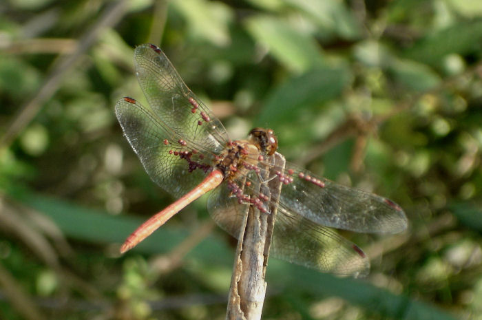 Sympetrum meridionale con idracaridi